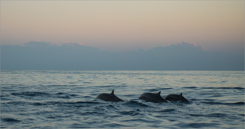 Dolphin outing