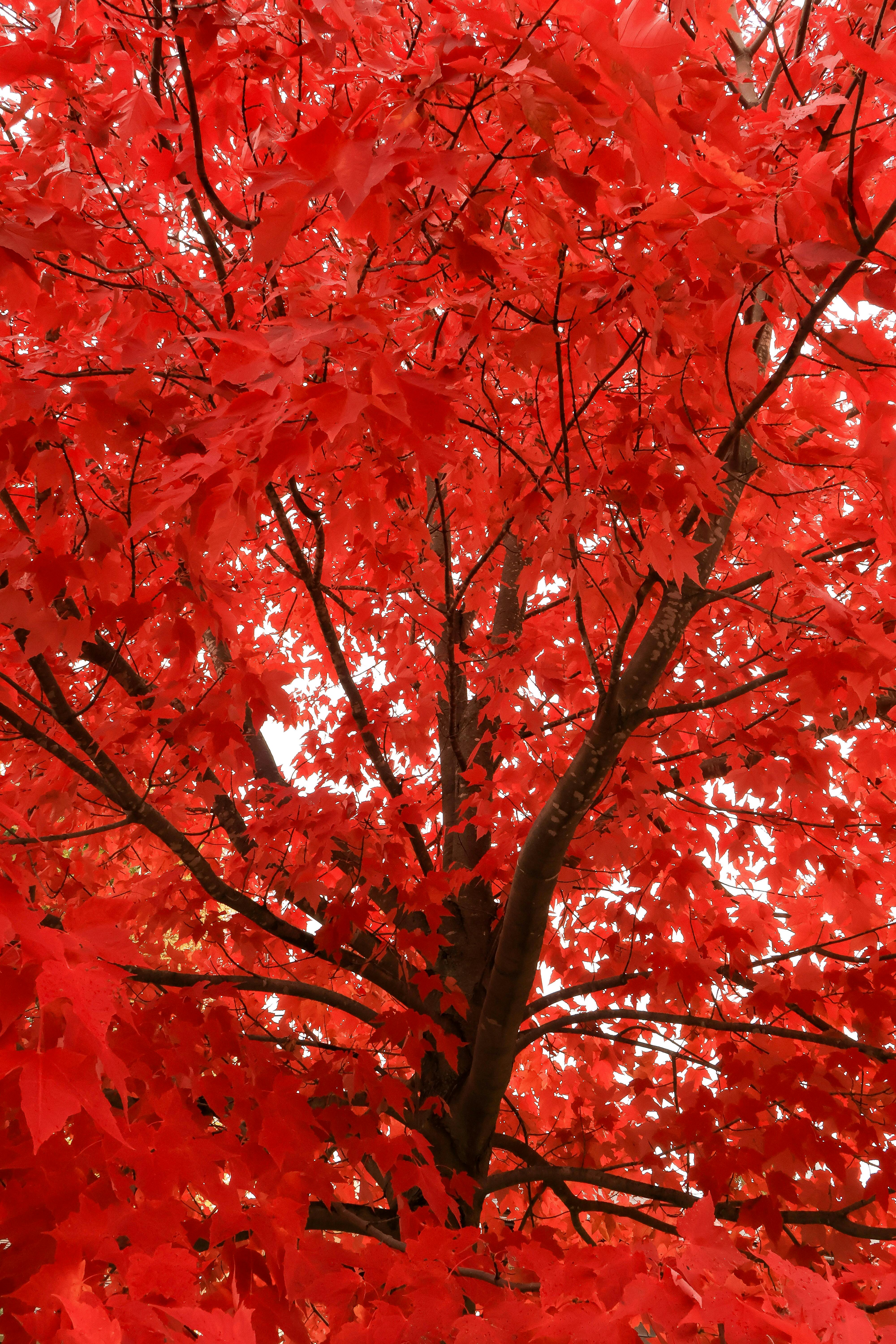 Fall color close-up