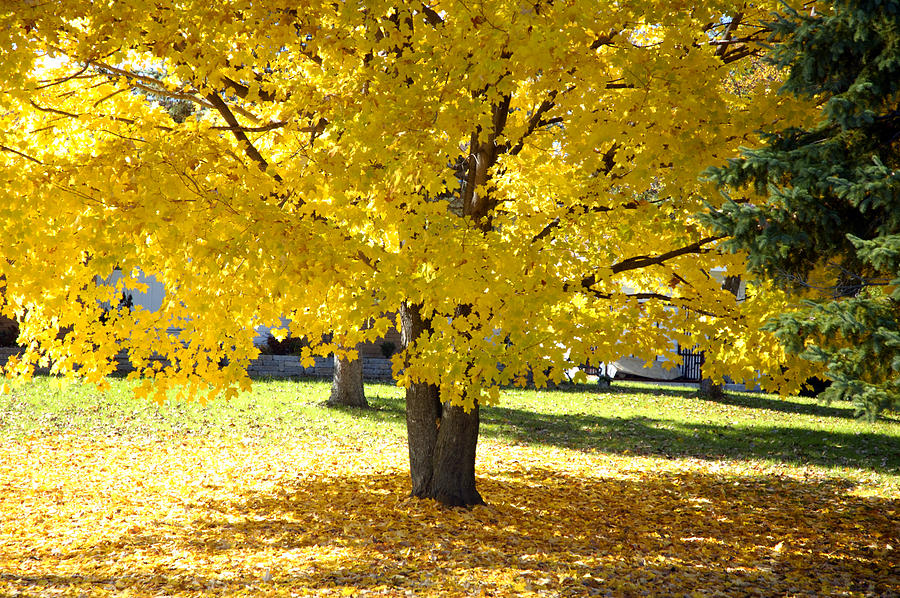 Fall foliage trail